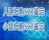 細胞STR鑒定