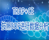 細胞端粒酶活性檢測