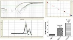 熒光定量PCR實驗